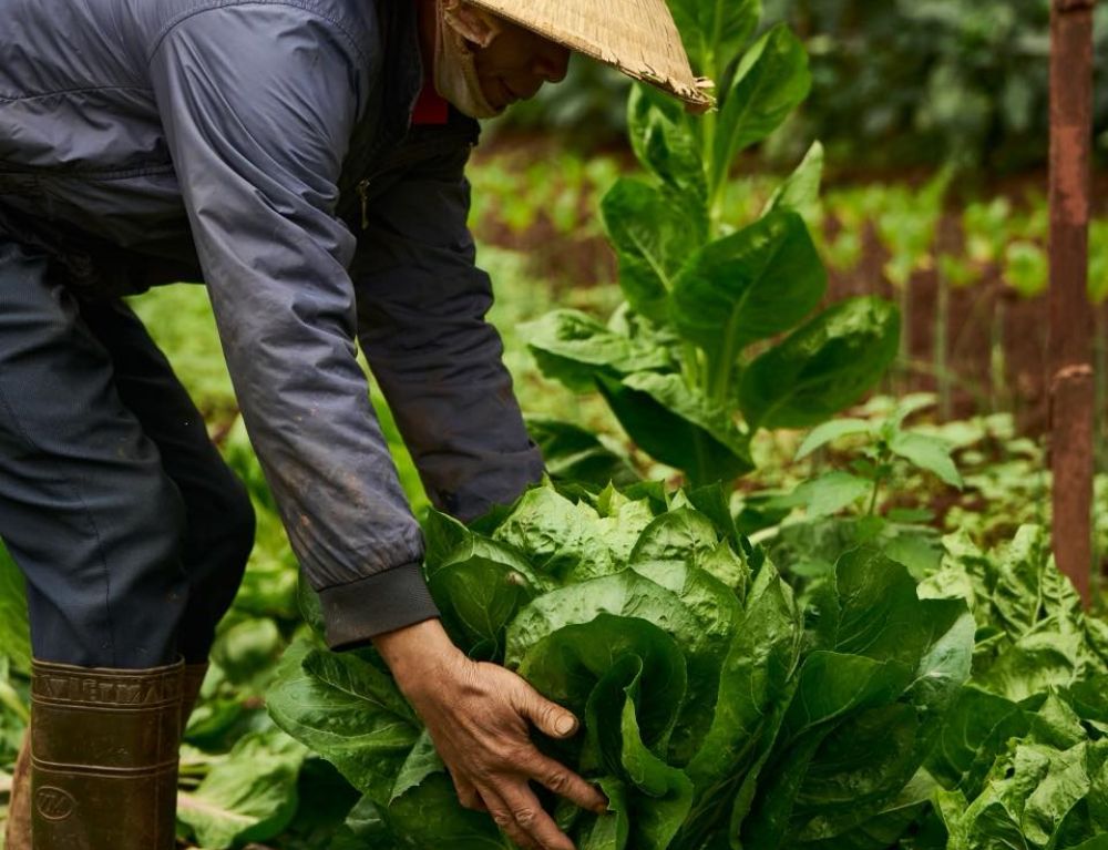 carrot-leaves-reborn-turning-kitchen-waste-into-flavorful-sustainability