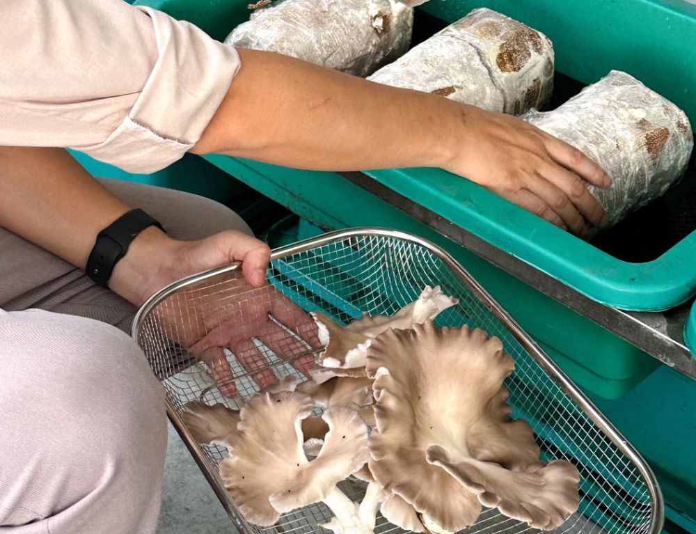 tales-by-chapter-handpicks-seasonal-mushrooms-to-craft-nature-inspired-flavors