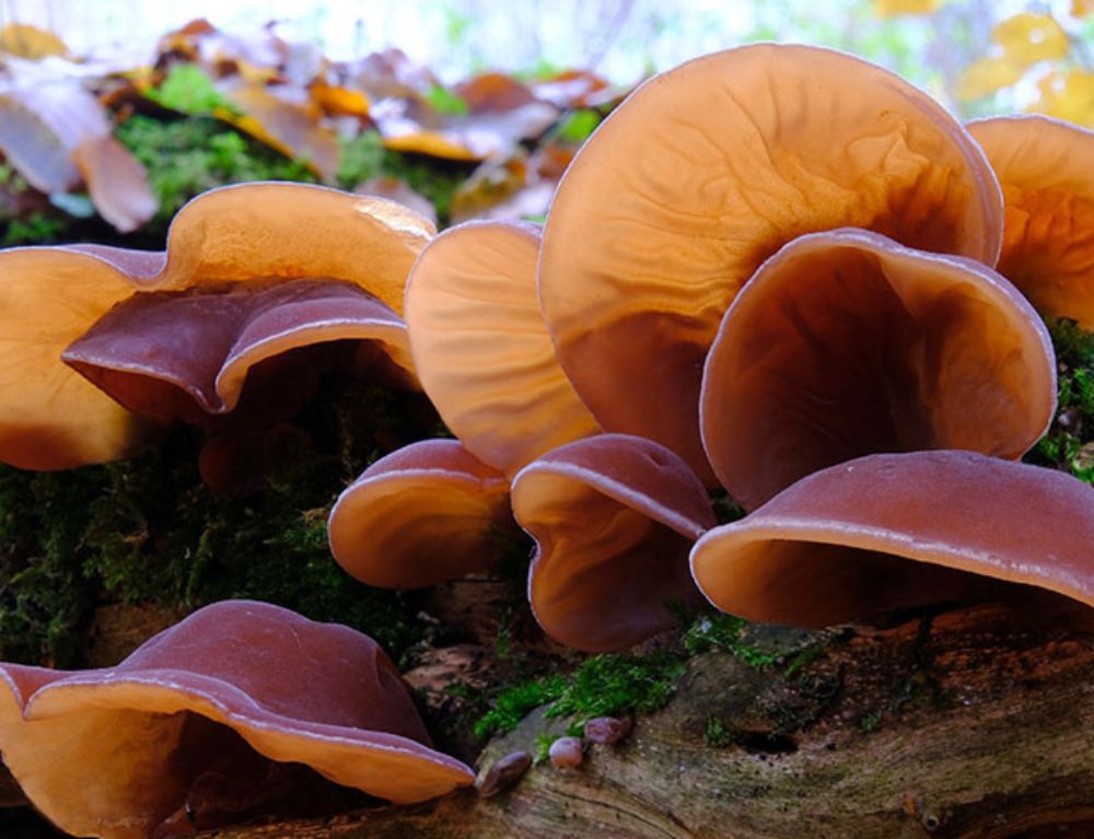 wood-ear-mushrooms-stand-out-for-their-jelly-like-texture