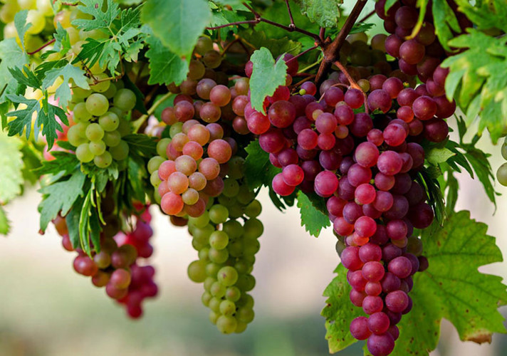 The spirit of Ninh Thuận, at the heart of Cuvée