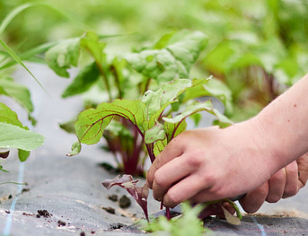 dining-choices-evolve-as-awareness-of-sustainability-farm-to-fork