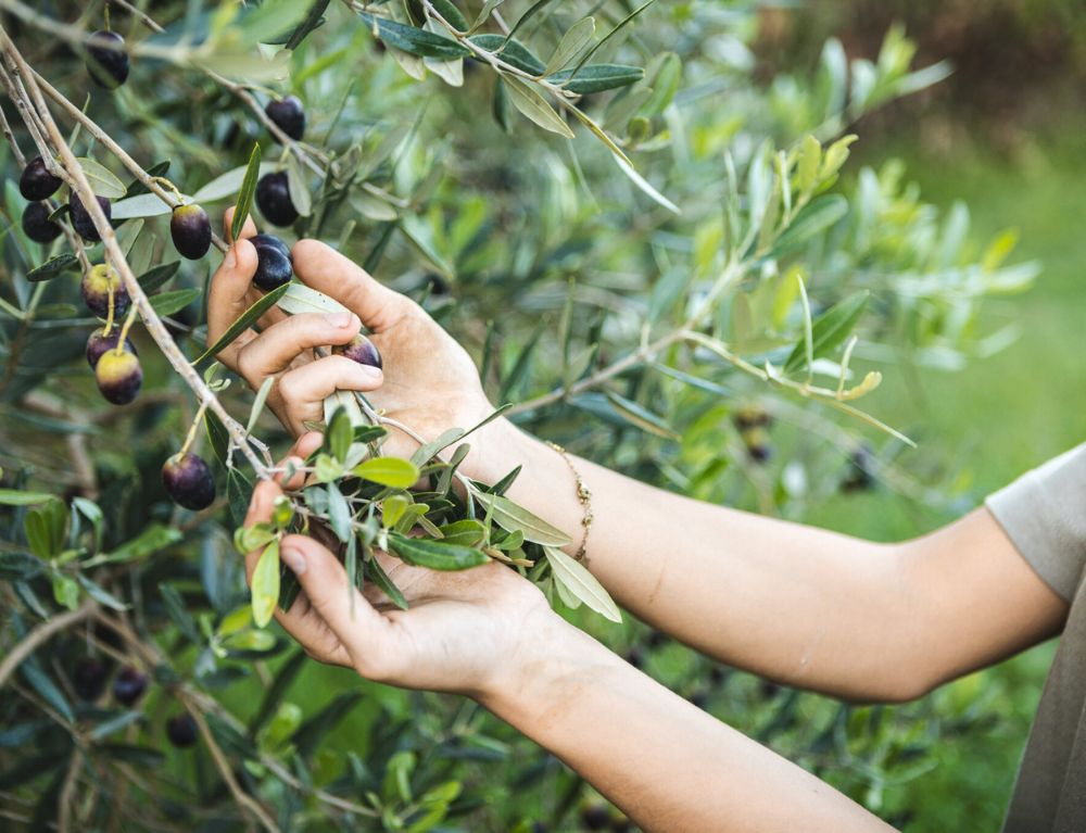 safety-and-traceability-ensure-quality-while-building-diner-trust-farm-to-fork