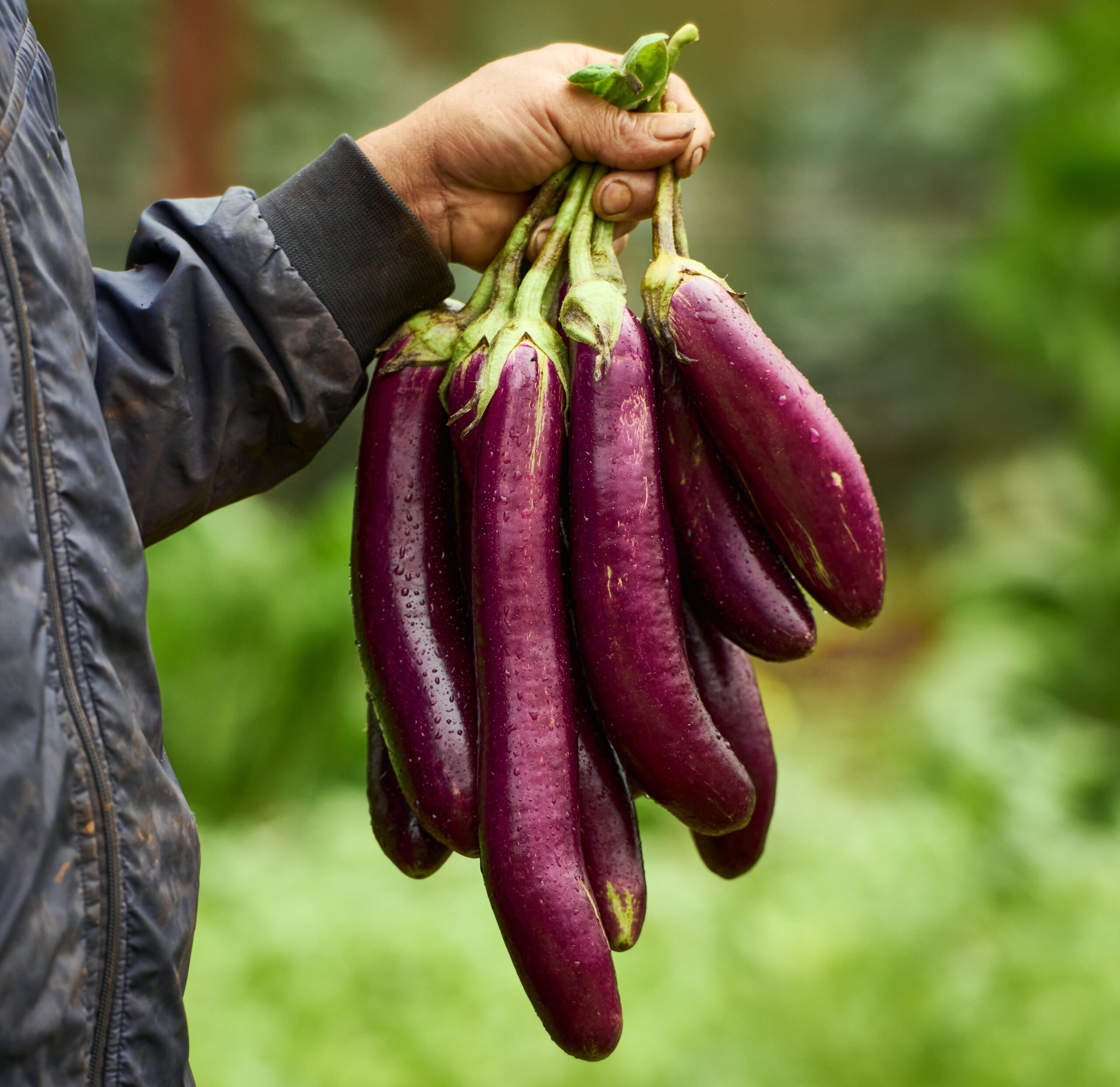 healthy-eggplant-recipes-plant-based-scaled