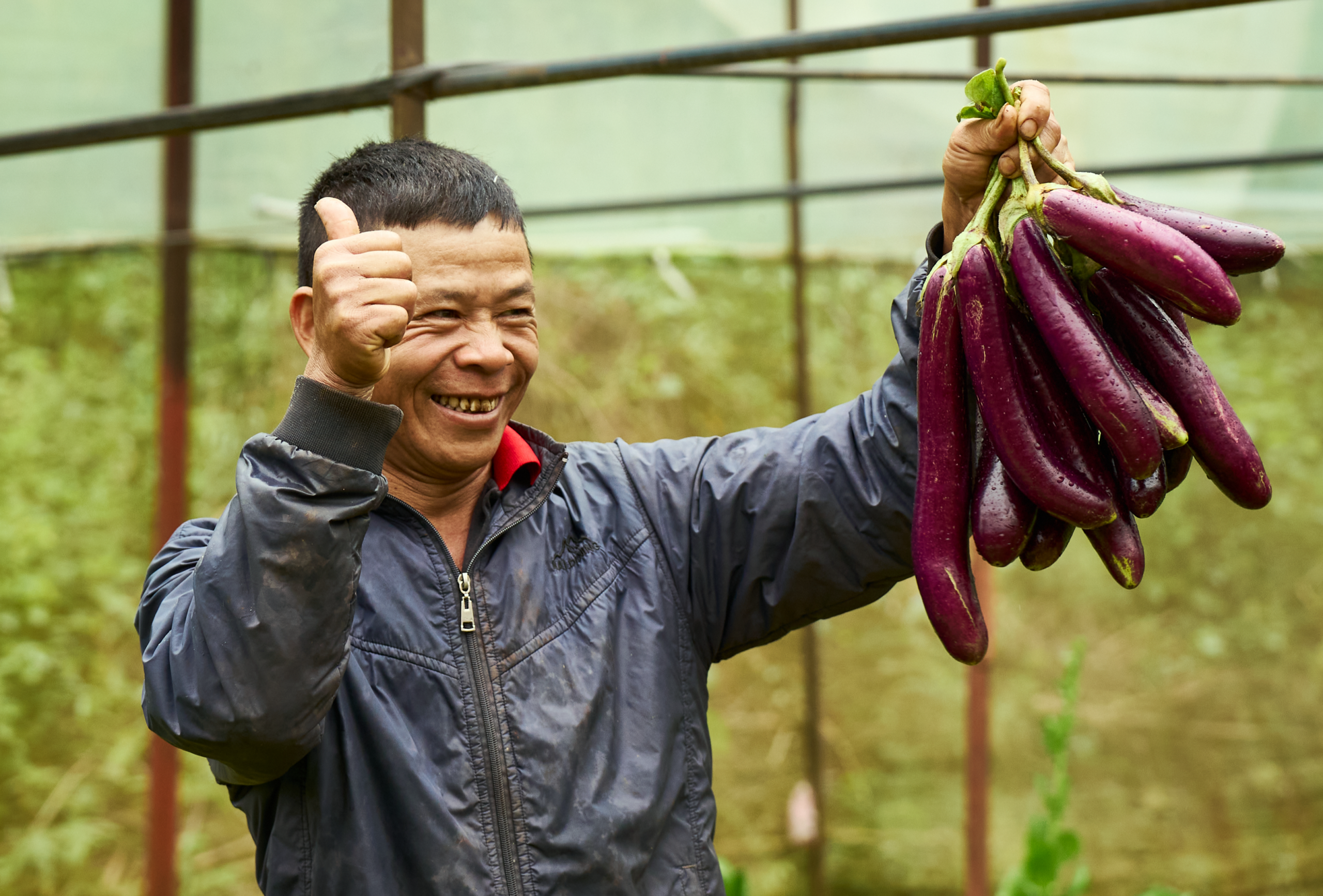 locally-sourced-eggplant-sustainable-scaled