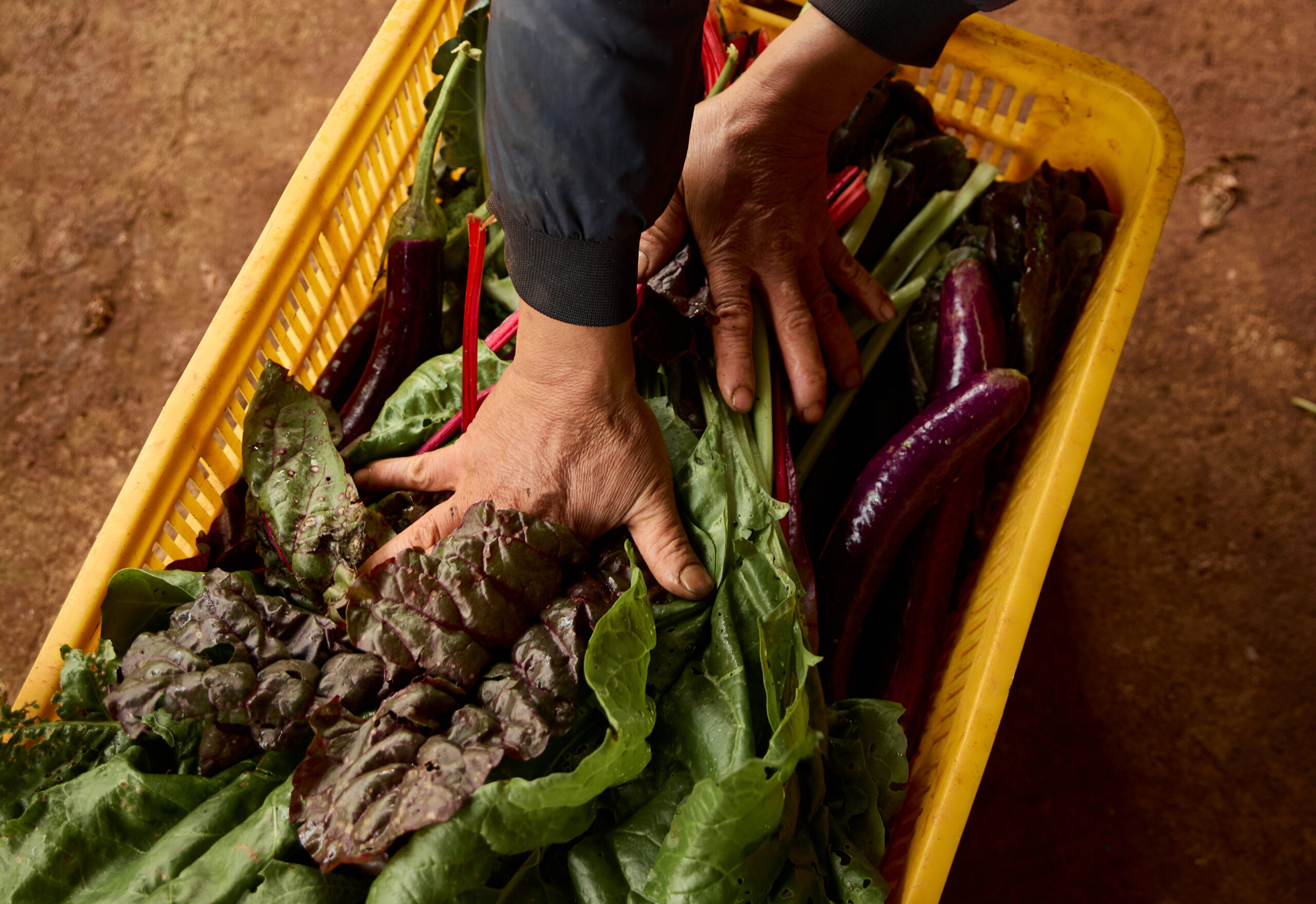 refined-eggplant-culinary-concept-scaled