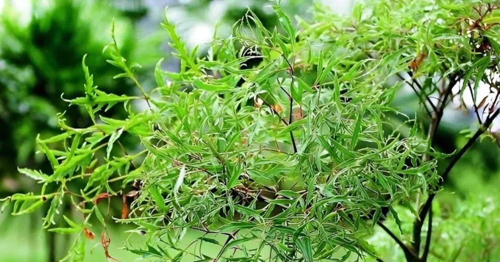 Seasonal wild greens used in Vietnamese vegetarian food